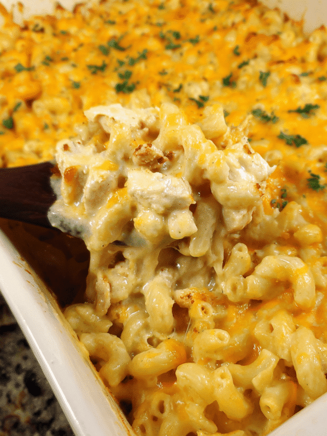 Baked cheesy chicken macaroni casserole in dish with golden topping