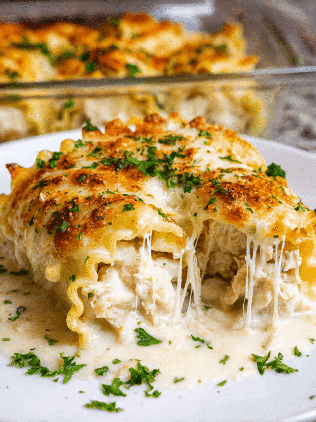 Chicken Alfredo Lasagna Rolls baked with cheese and creamy sauce
