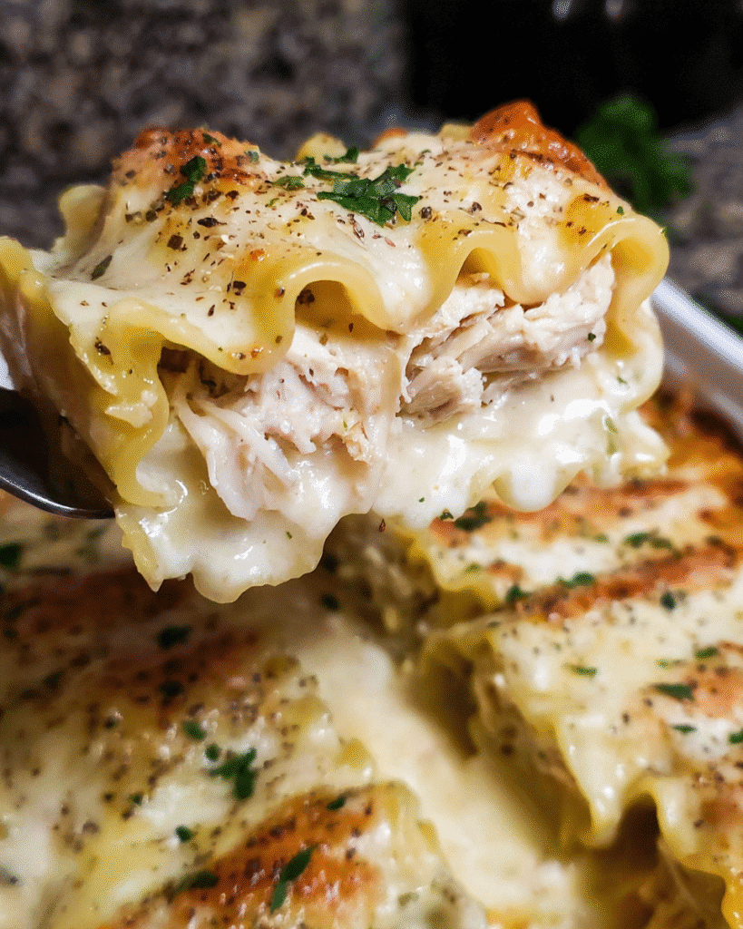 Chicken Alfredo lasagna roll ups baked with melted mozzarella and Alfredo sauce